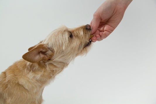 How to Find a Good Dog Trainer in Australia